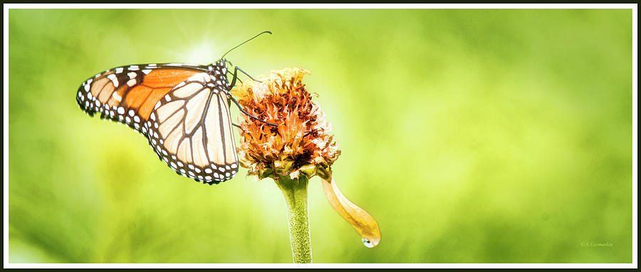 Monarch Butterfly on Zinnia Flower Seedhead Photograph by A Macarthur Gurmankin