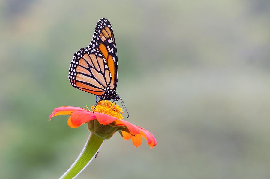 Monarch Butterfly On Zinnia Photograph