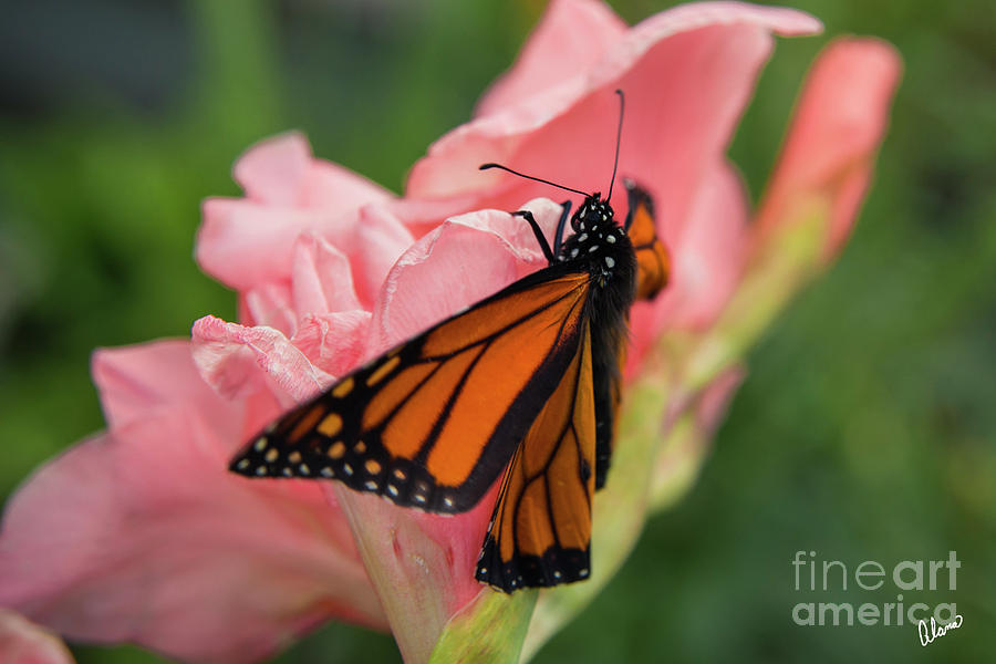 Monarch Butterfly Opening Photograph