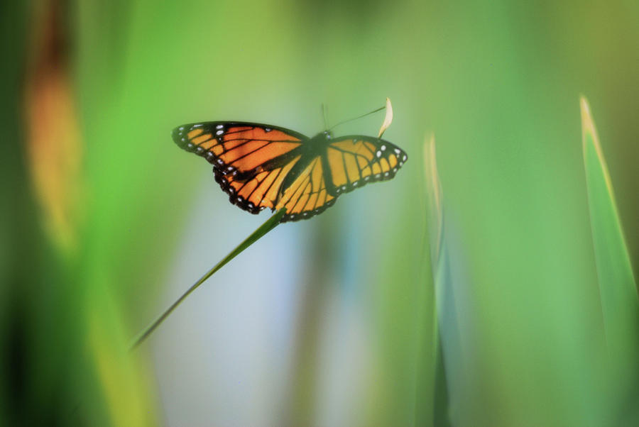 Monarch Butterfly Ready To Fly Away Photograph
