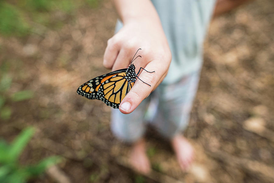 Butterfly Photograph - Monarch Butterfly Resting On Childs Finger With Wings Closed by Cavan Images