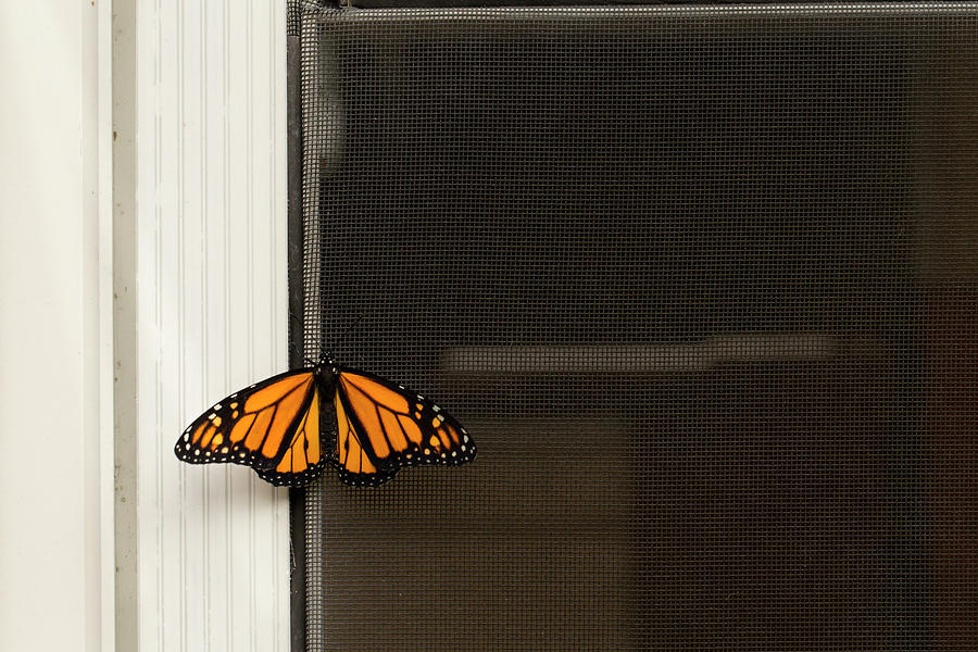 Butterfly Photograph - Monarch Butterfly Rests On Screen Door. by Cavan Images