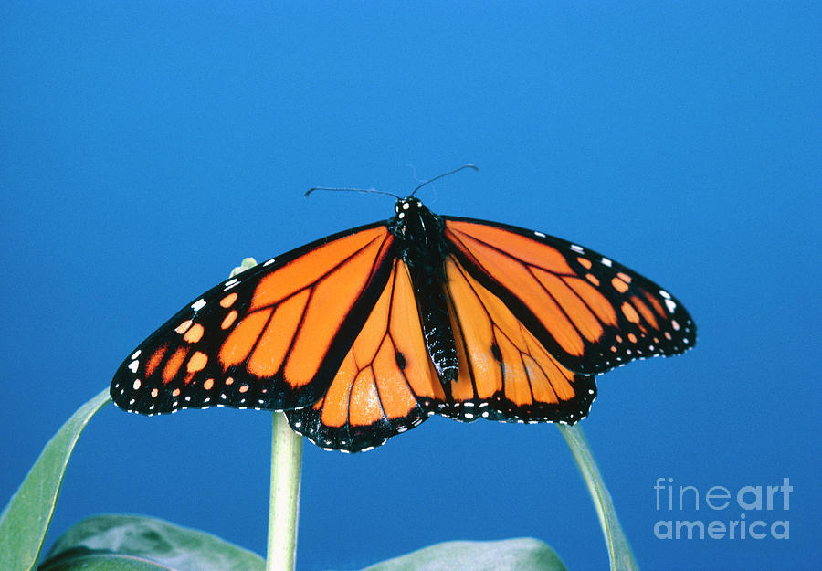 Monarch Butterfly Photograph by Robert J Erwin/science Photo Library