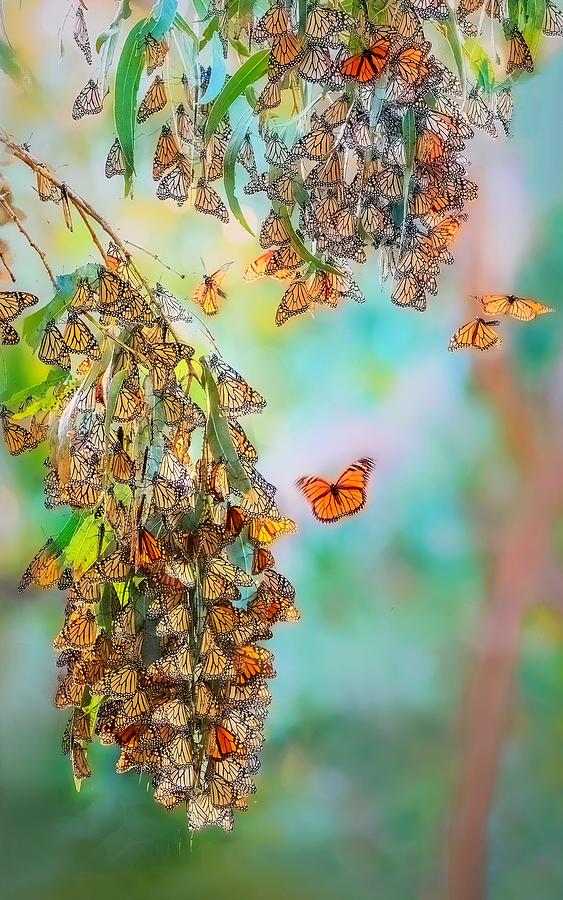 Wildlife Photograph - Monarch Butterfly Sanctuary by Jiong Chen