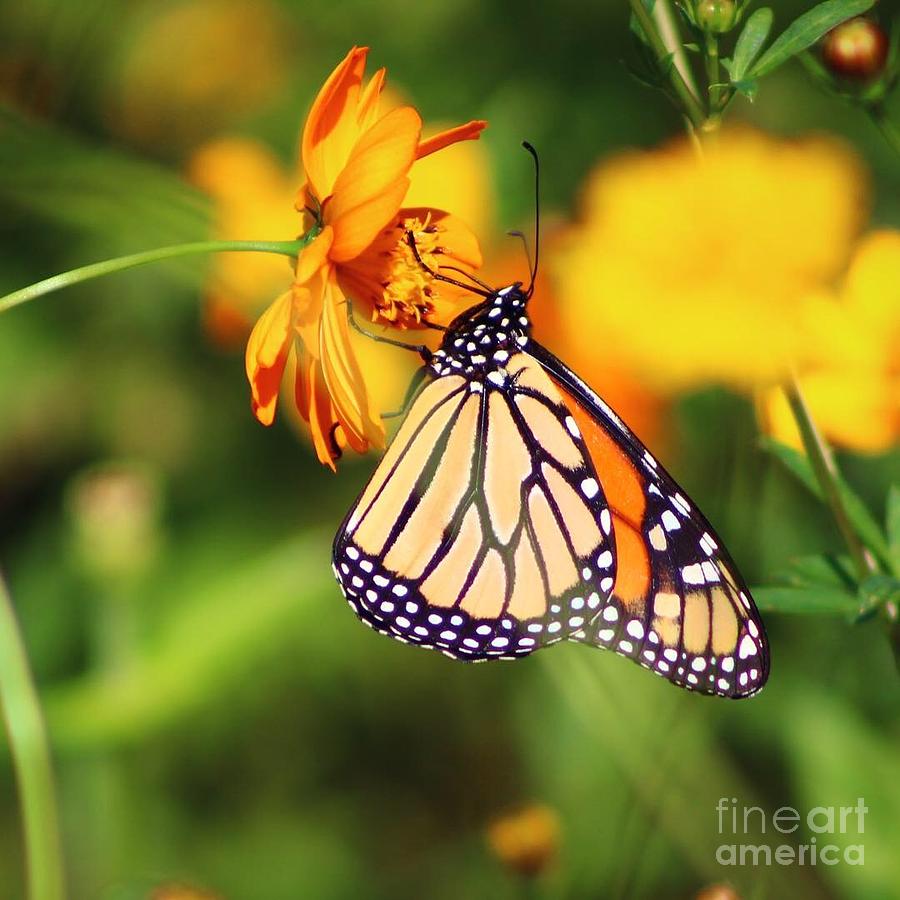 Monarch Butterfly Photograph by Shana Allan - Fine Art America