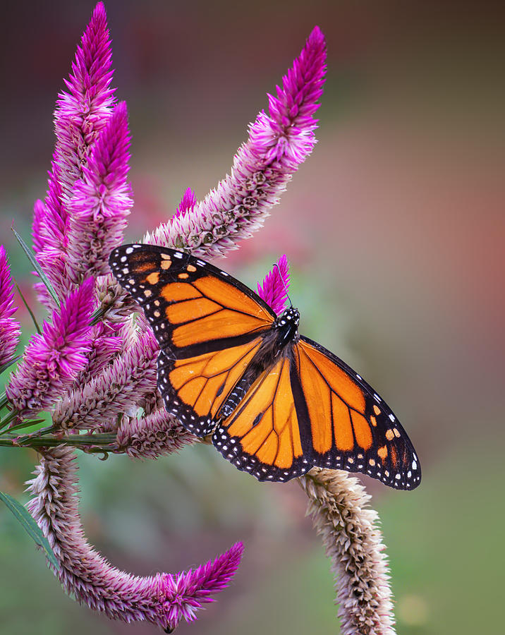 Nature Photograph - Monarch Butterfly by Sheila Xu