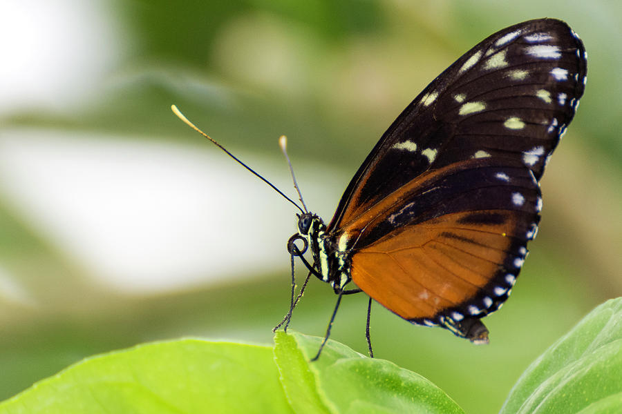 Monarch Butterfly Digital Art by Stephen Brothers - Fine Art America