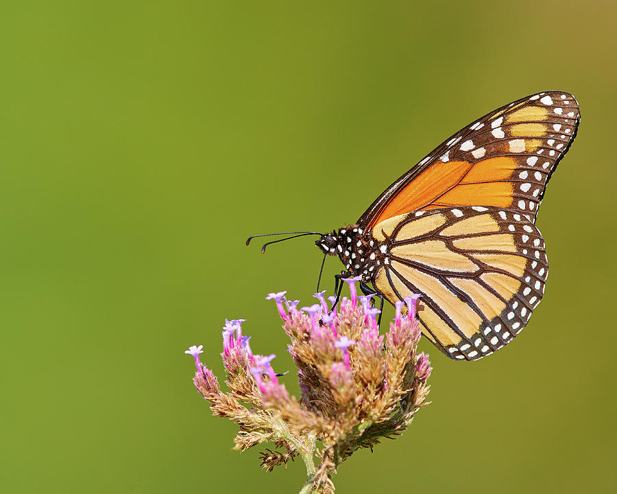 Monarch Butterfly by Steve Kaye Monarch Butterfly by Steve Kaye