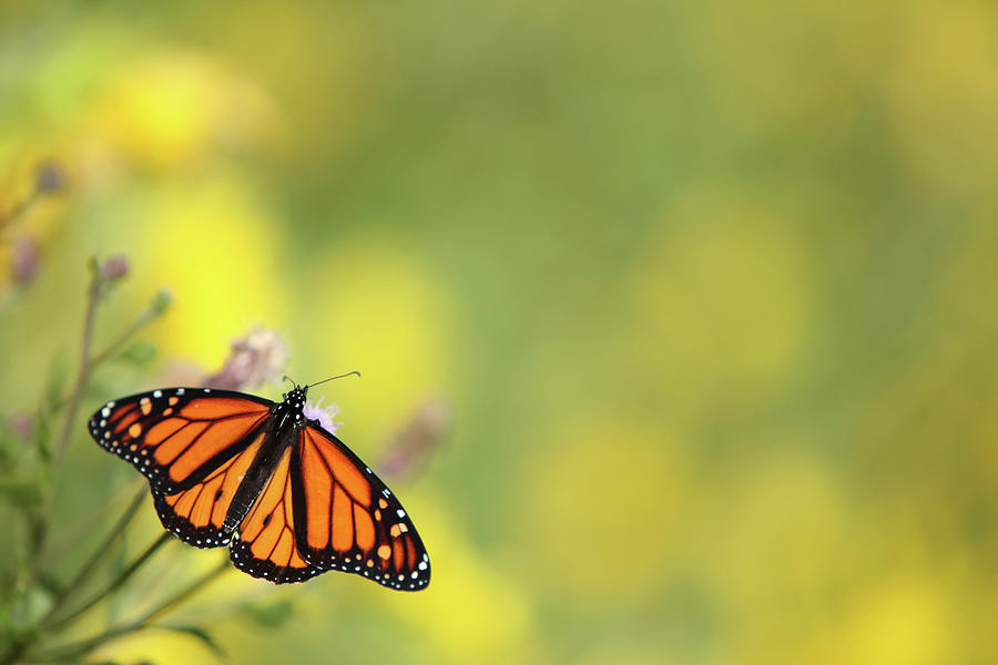Monarch Butterfly Photograph by Thedman