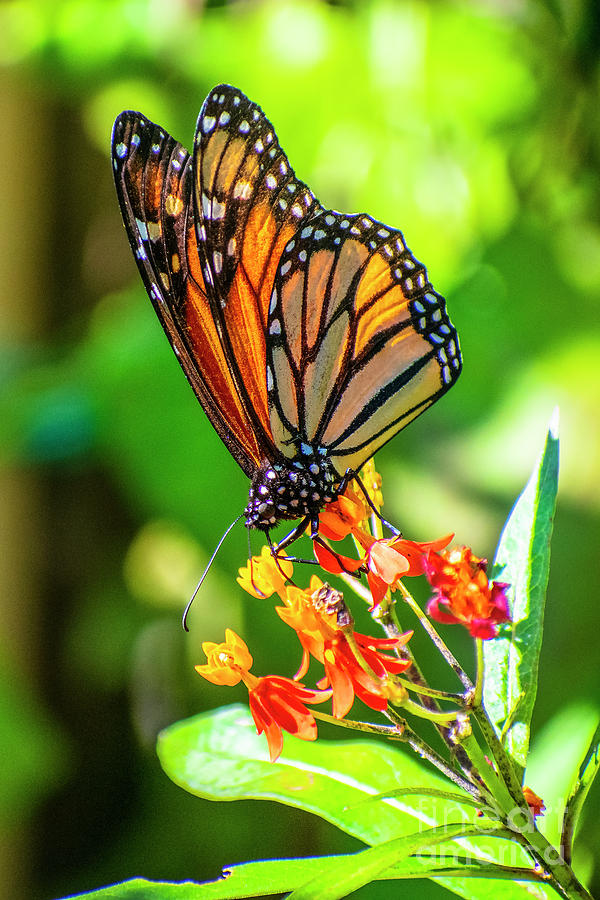 Monarch Butterfly Three Digital Art by Anthony Ellis