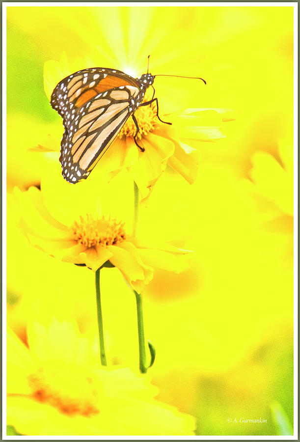 Monarch Butterfly, Tickseed Flower Photograph by A Macarthur Gurmankin