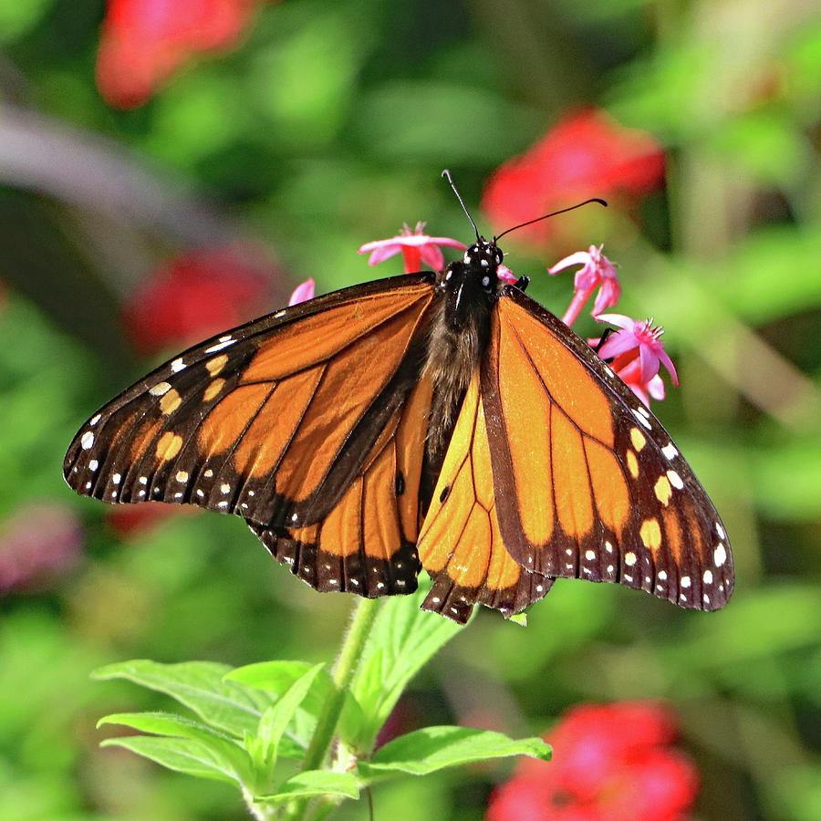 Monarch Butterfly Photograph by Tony Murtagh