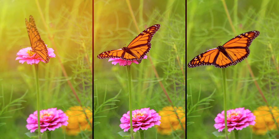 Monarch Butterfly Trio Photograph by Deborah Penland
