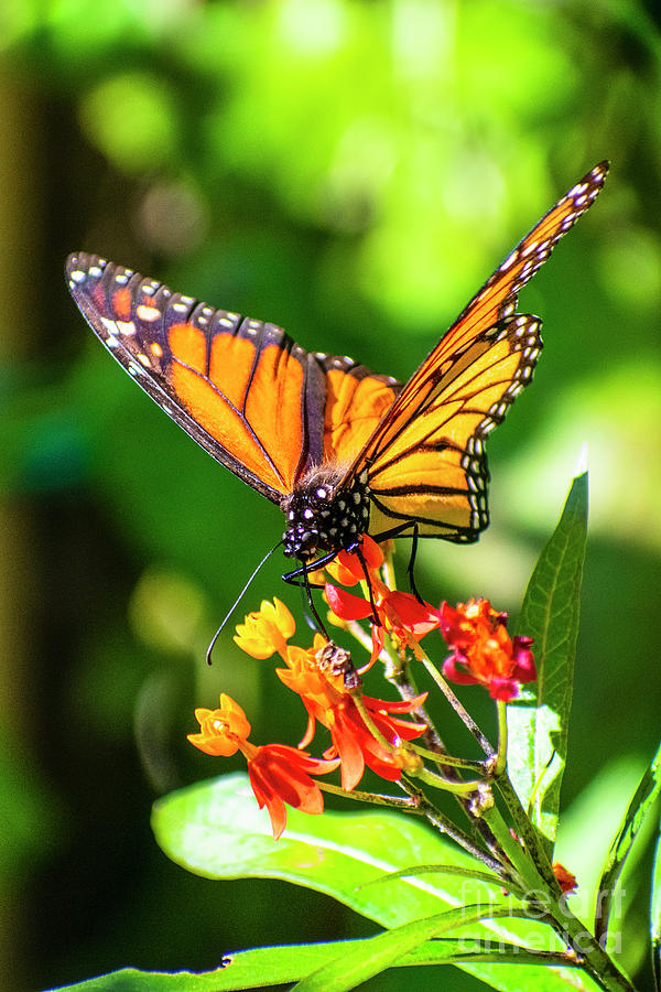Monarch Butterfly Two Digital Art by Anthony Ellis