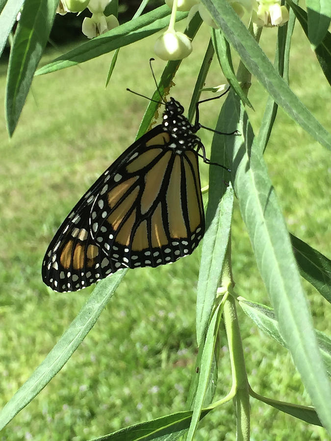 Monarch Butterfly Vertical Photograph