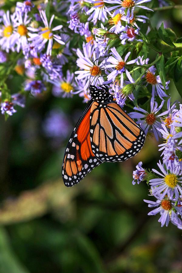 Monarch Butterfly Vertical Photograph
