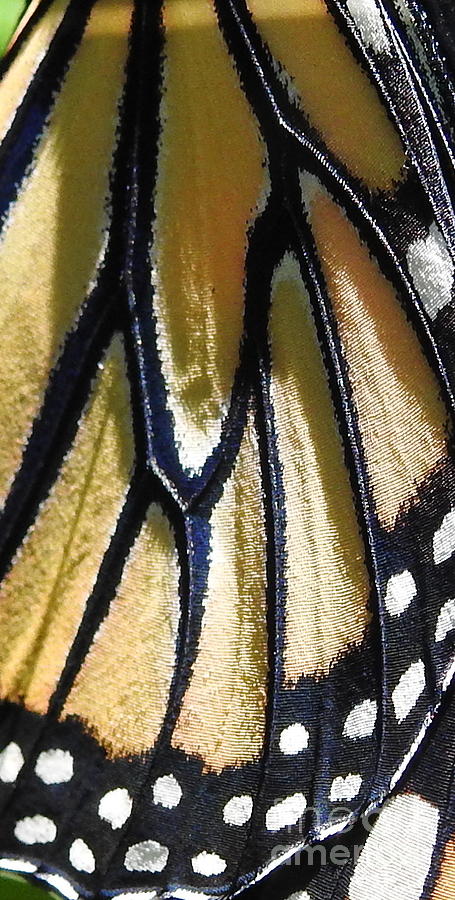 Monarch Butterfly Wing Detail Photograph by Carol Komassa