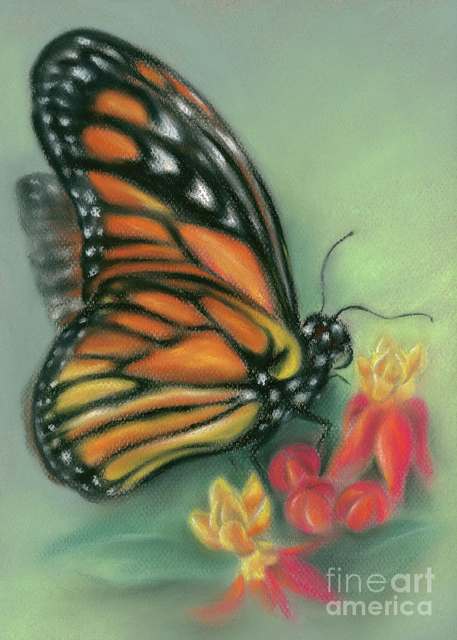Monarch Butterfly with Milkweed Flowers Painting by MM Anderson