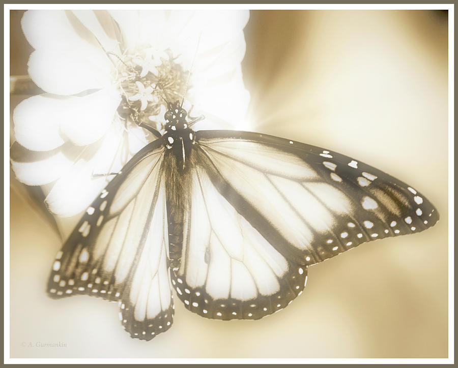Monarch Butterfly, Zinnia Flower Digital Art by A Macarthur Gurmankin