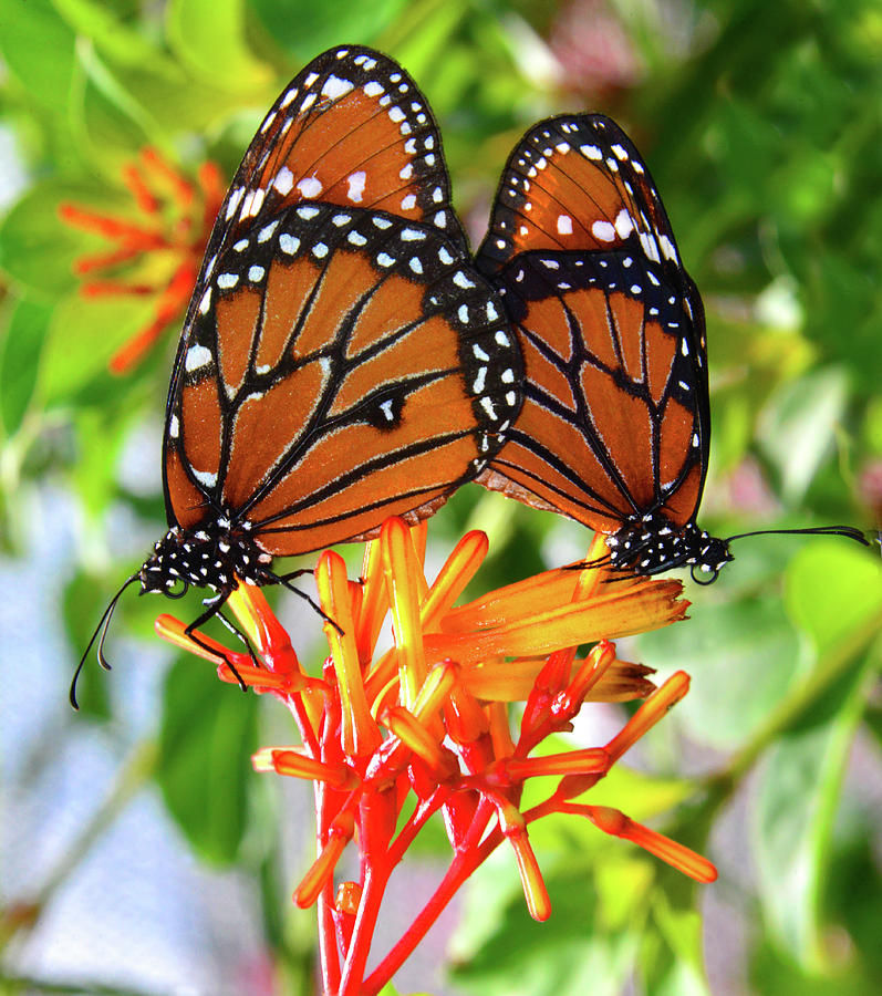 Monarch butterlies Photograph by David Lee Thompson
