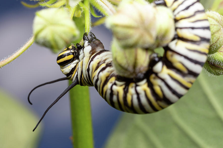 Monarch Caterpillar 1 Photograph by Brian Hale