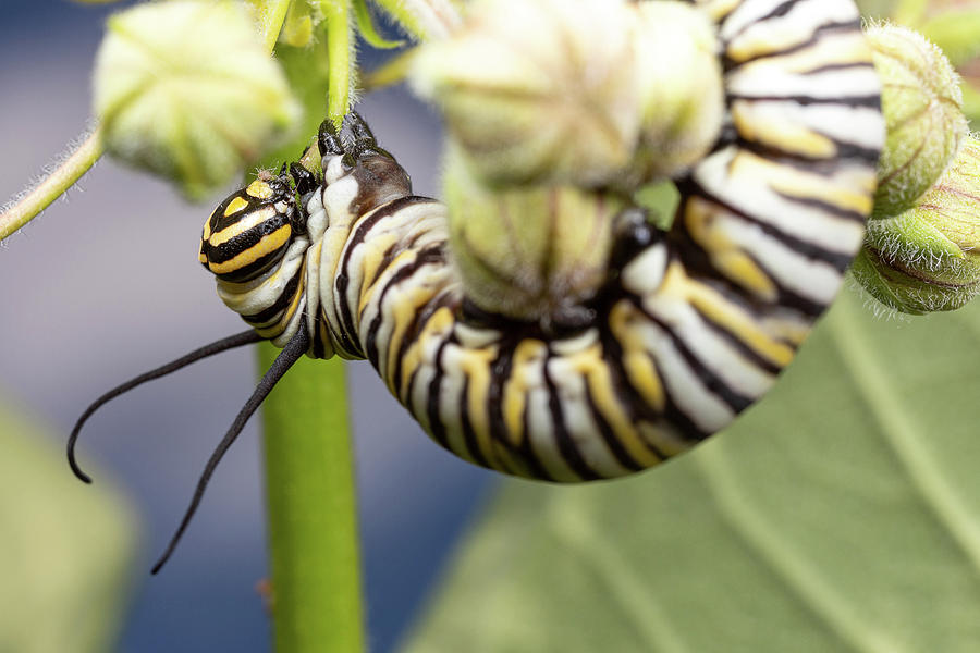 Monarch Caterpillar 2 Photograph by Brian Hale