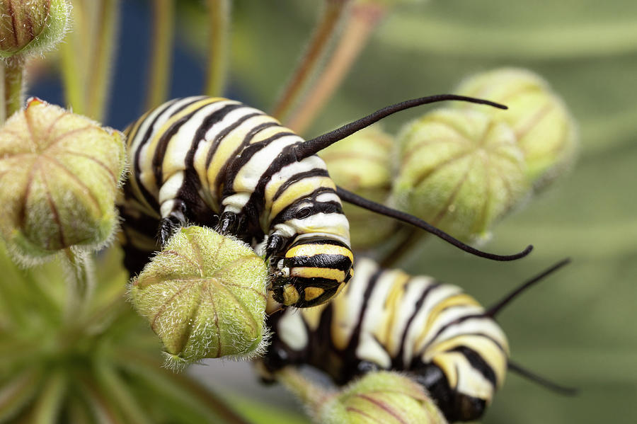 Monarch Caterpillar 3 Photograph by Brian Hale