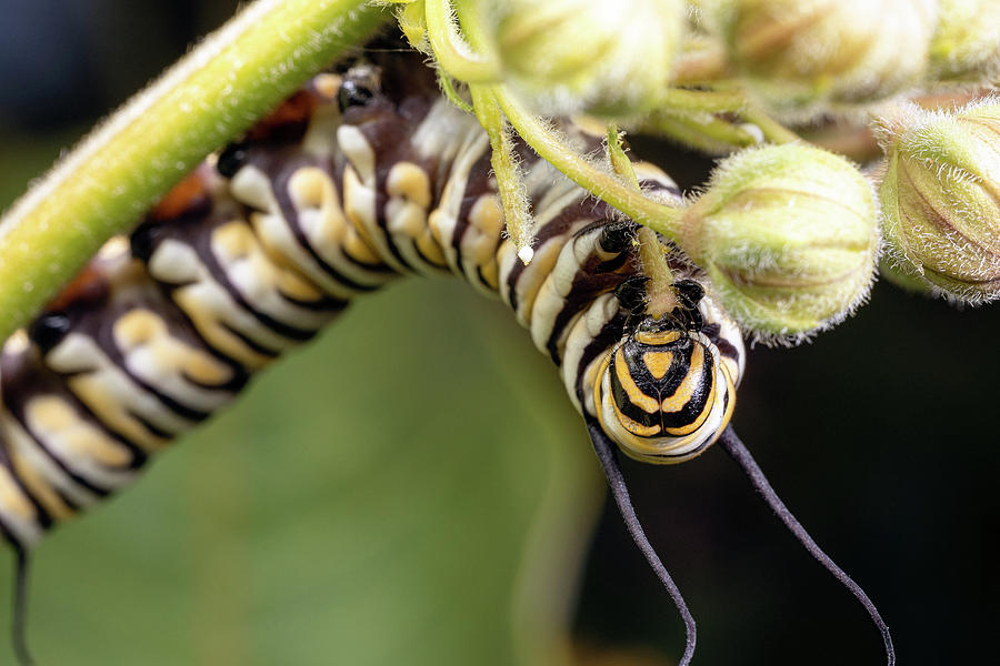 Monarch Caterpillar 4 Photograph by Brian Hale