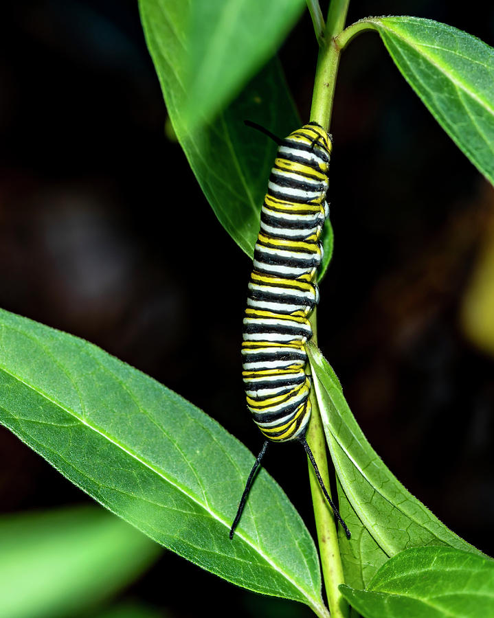 Monarch Caterpillar 4002 Photograph by Cathy Kovarik
