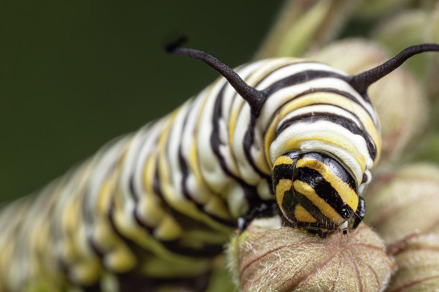 Monarch Caterpillar 5 Photograph by Brian Hale