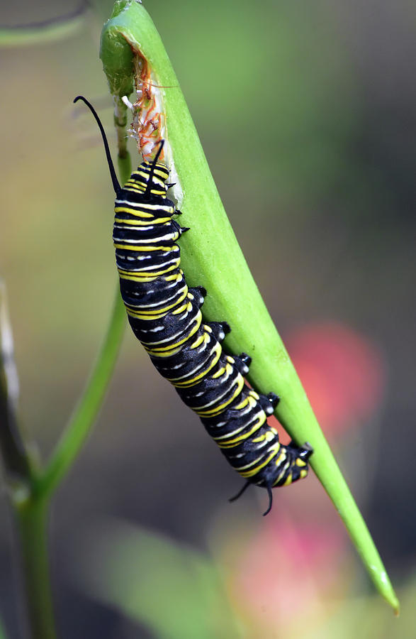 Monarch Caterpillar Munching Milkweed