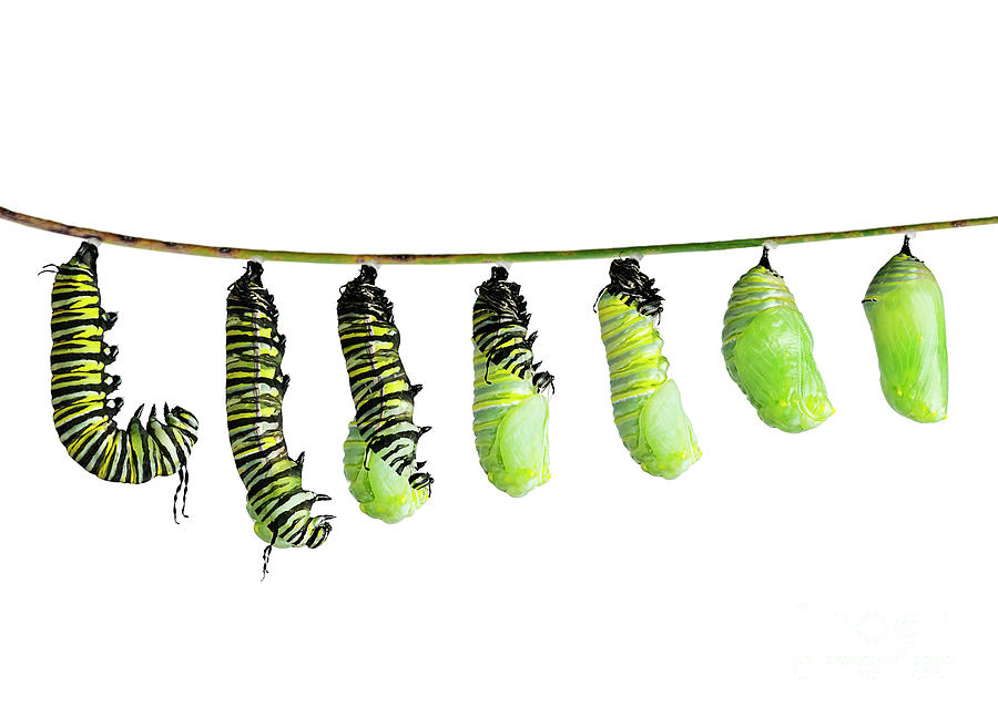 Stages Of A Caterpillar