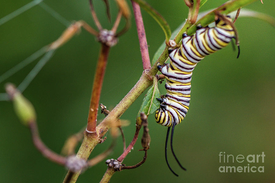 Monarch Caterpillar Photograph by Kathy Sherbert
