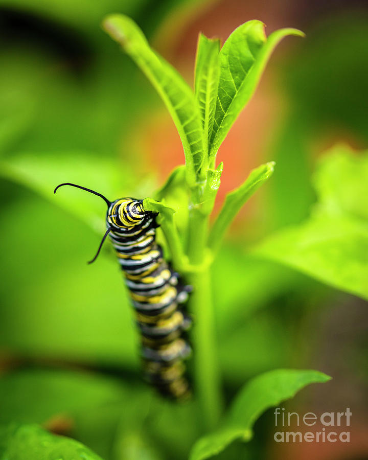 Monarch Caterpillar Photograph by Raul Rodriguez
