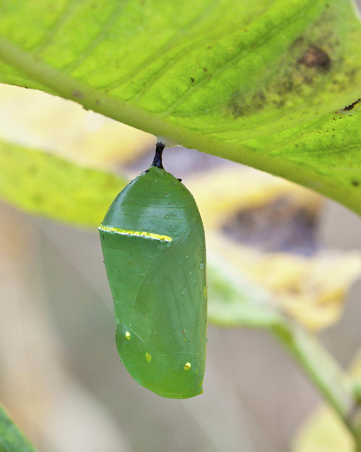 Monarch Chrysalis Photograph by Lisa Heishman - Pixels