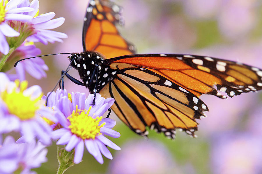 Monarch close-up Photograph by Garden Gate magazine