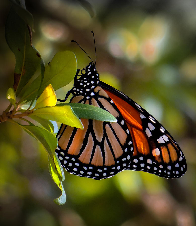 Monarch Fascination Photograph by Karen Wiles