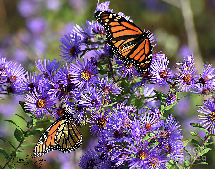 Monarch Feast Photograph by Diane E Berry