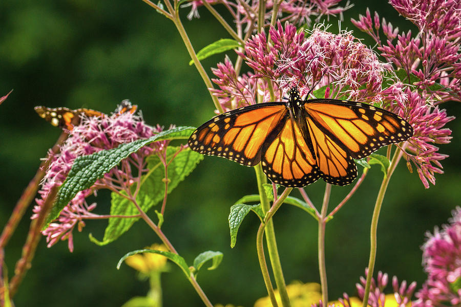 Monarch Feasting Photograph by Bill Pevlor - Fine Art America