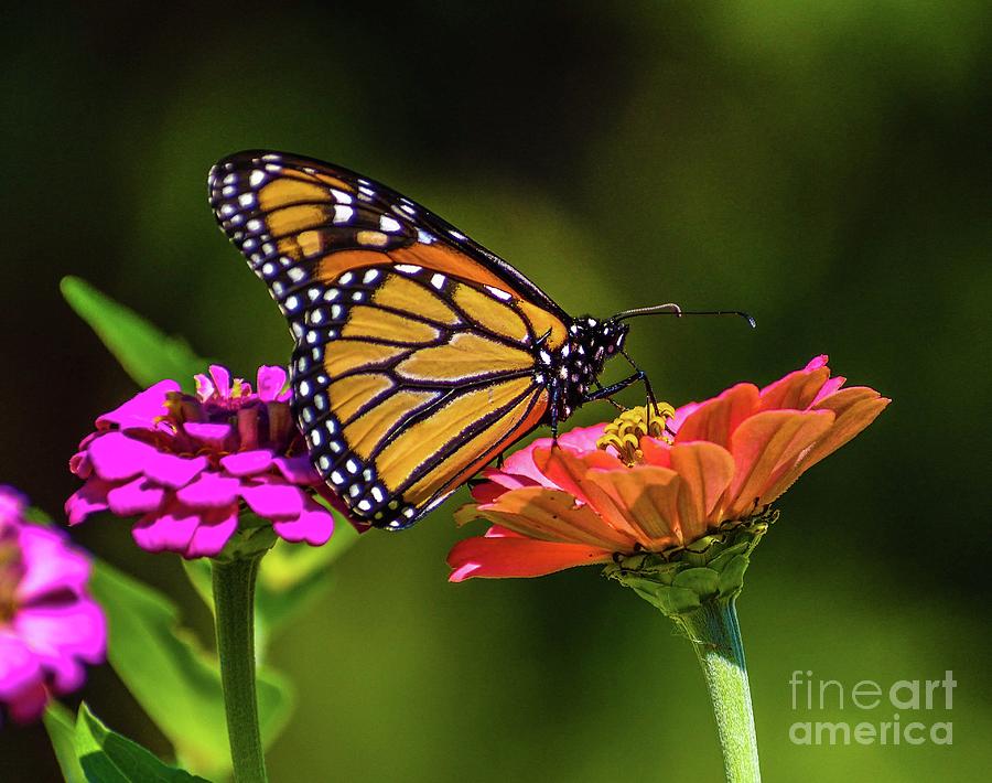Monarch Feeding On Zinnia Photograph by Cindy Treger