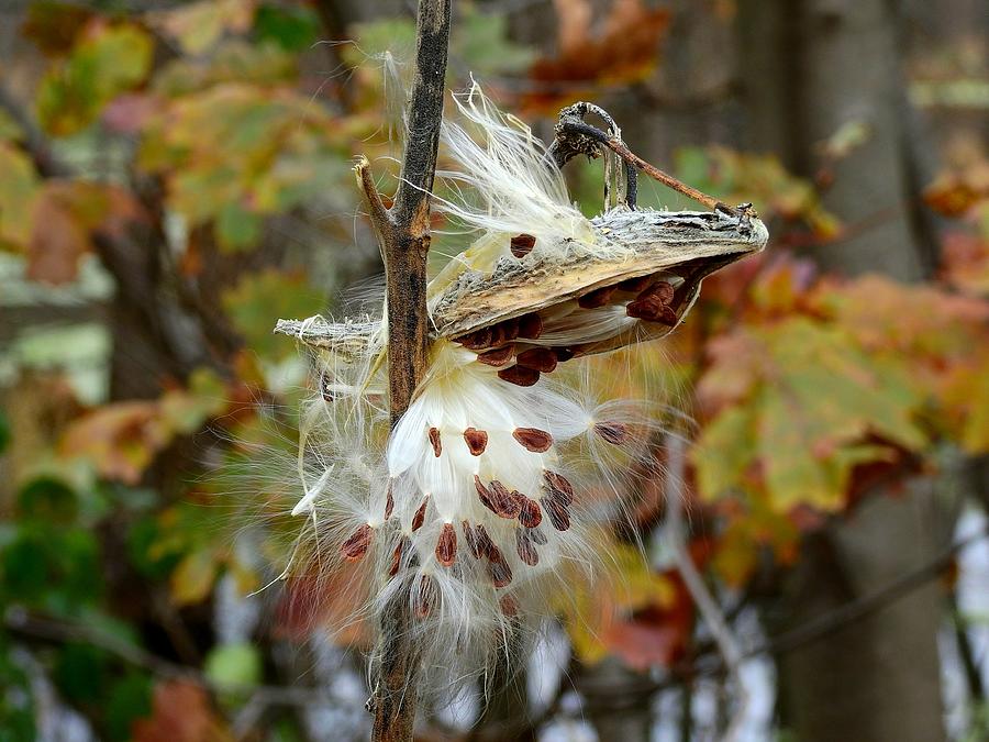 Monarch Food Photograph by Carmen Macuga - Fine Art America