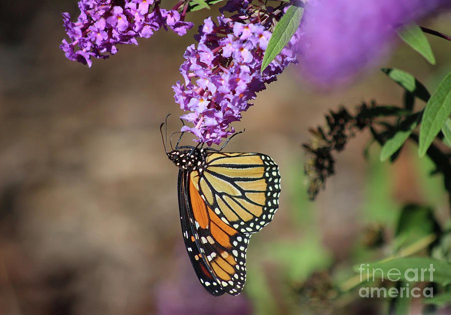 Monarch Hanging On Photograph by Karen Adams