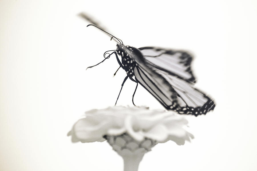 Monarch in Infrared 4 Photograph by Brian Hale