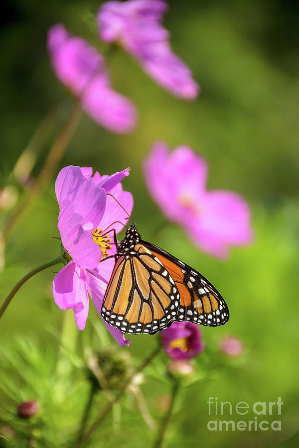 Monarch in the Garden Photograph by Cheryl Baxter