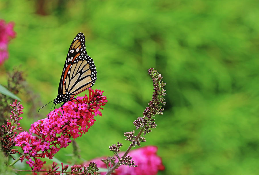 Monarch In The Garden Photograph by Debbie Oppermann