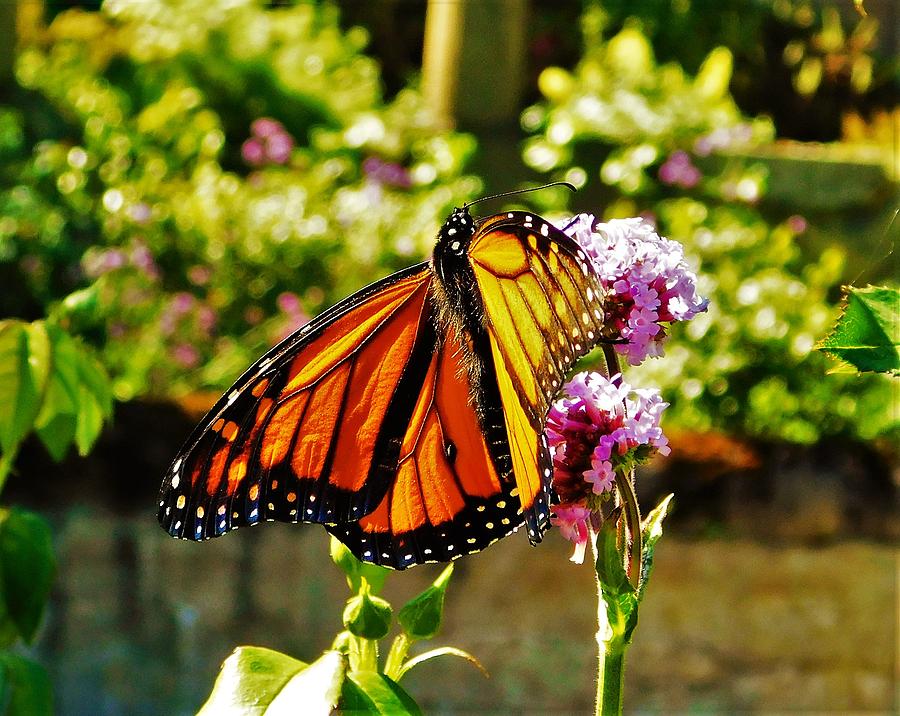- Monarch in the sun Photograph by THERESA Nye