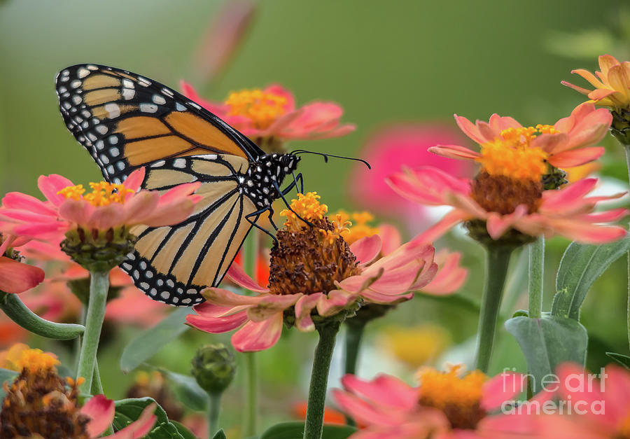 Monarch in the Zinnias Photograph by Cheryl Baxter