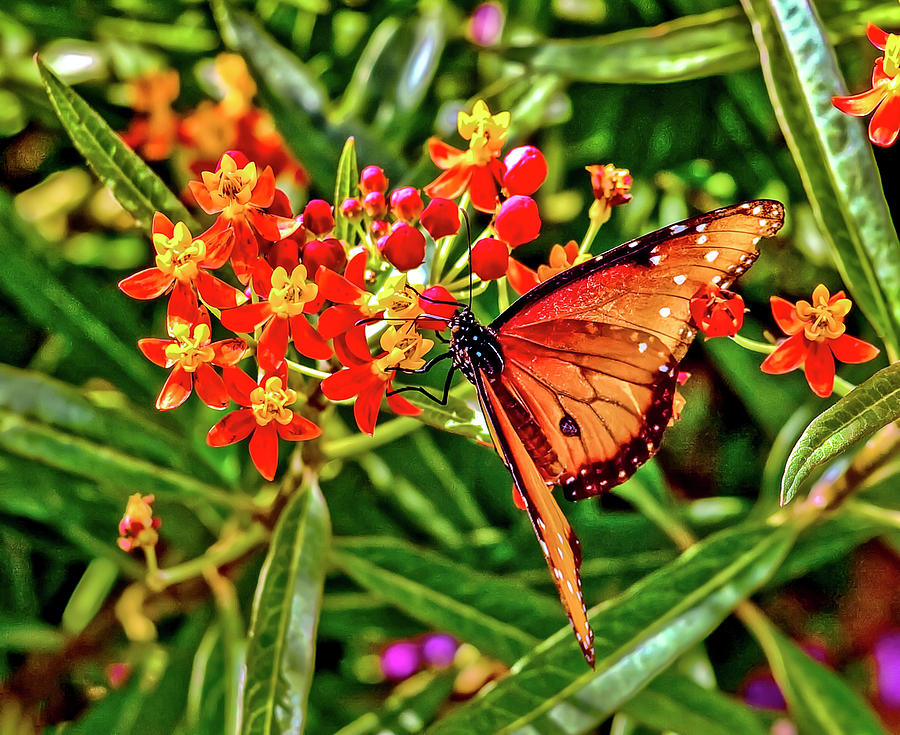 Monarch by Jim Collier Monarch by Jim Collier