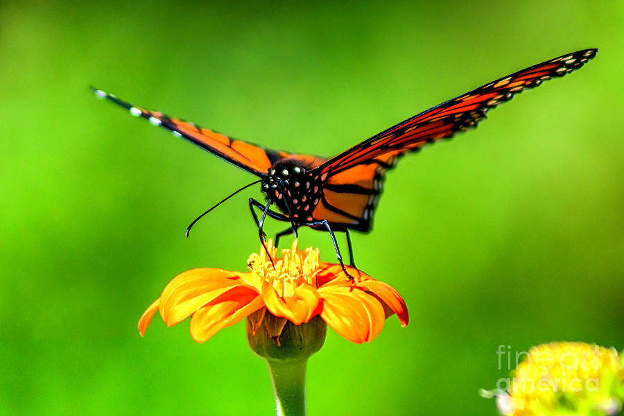 Monarch Photograph by Joe Geraci