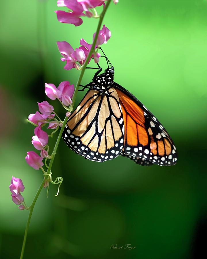 Monarch Just Hanging Out Photograph by Harriet Feagin